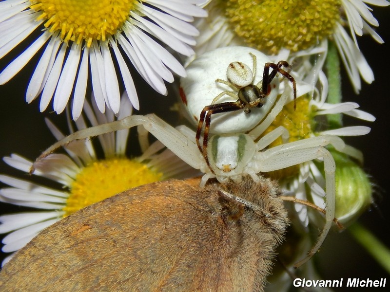 Misumena vatia: accoppiamento e predazione - Turbigo (MI)